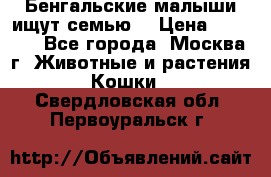 Бенгальские малыши ищут семью) › Цена ­ 5 500 - Все города, Москва г. Животные и растения » Кошки   . Свердловская обл.,Первоуральск г.